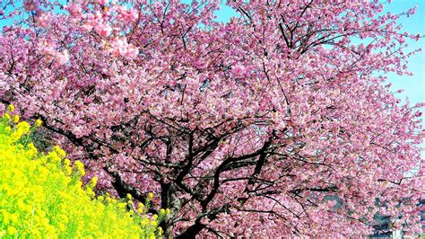 Cherry Blossom Tree Wallpaper 13 2560x1440