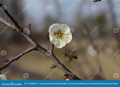 Little Bees Took Honey Form White Wintersweet Stock Image Image Of