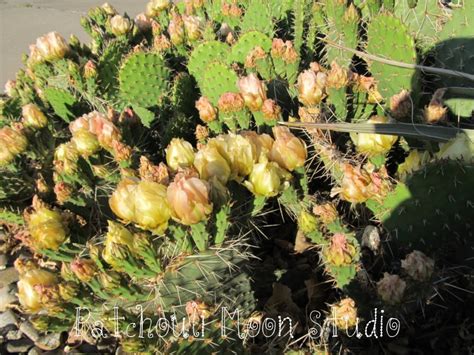 Just a quick video showing you guys how a cactus looks when it flowers. Patchouli Moon Studio: Prickly Pear Cactus Flowers