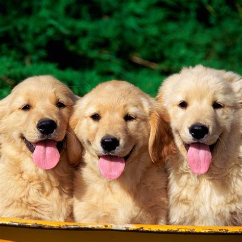 10 Top Cute Dogs For Wallpaper Full Hd 1080p For Pc Desktop 2020