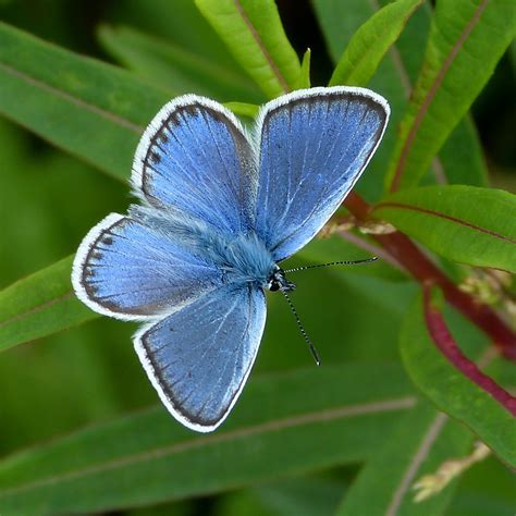 Uk Butterflies Silver Studded Blue Plebejus Argus