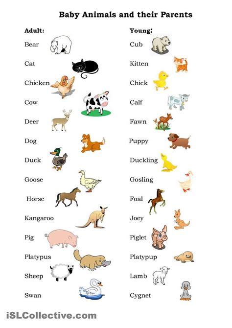 Pet Animals Name Chart Pet Spares
