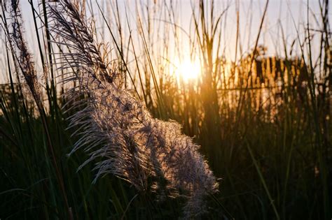 Reed Nature Grass Free Photo On Pixabay Pixabay
