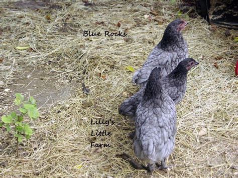 Maybe you would like to learn more about one of these? Plymouth Rock Blue | BackYard Chickens - Learn How to ...