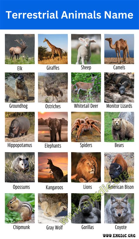 25 Terrestrial Animals Names And Pictures Land Animals Engdic