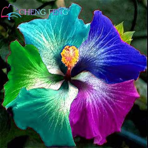 Most of the hibiscus available in north america comes from nigeria and jamaica. Popular Kid Gardens-Buy Cheap Kid Gardens lots from China ...