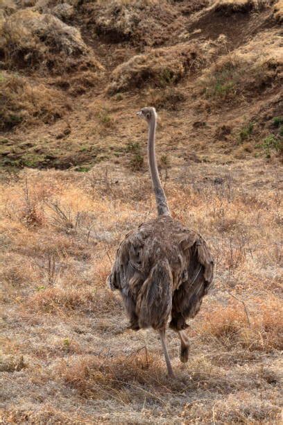 Ostriches Head In Sand Stock Photos Pictures And Royalty Free Images