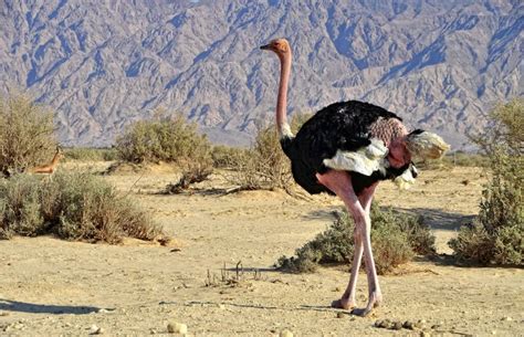 The Desert Animals Of Israel Wildlife Habitats Of The Holy Land