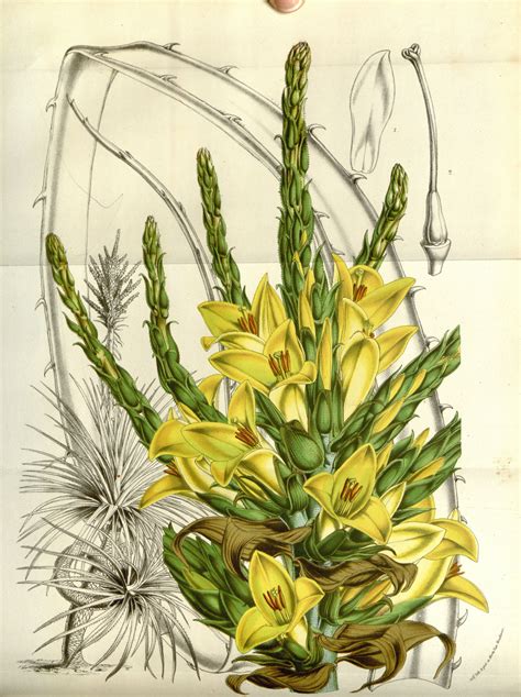 Puya Chilensis Vintage Botanical Prints Botanical Illustration