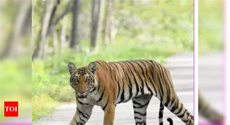 Maharashtra Three Killed In Separate Incidents Of Attack By Tigers