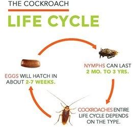 They can live for months without food and water, so prepare yourself for a long residency in the downstairs loo. Life Cycle of Cockroaches | Ecomist