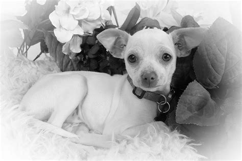 Dog Photography Pet Photography Andrae Michaels Portrait Studio