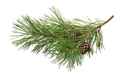 15 Uses For Pine Needles Around The Home And Garden