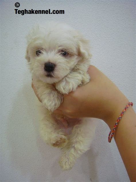 Puppies for sale, dogs for sale from dog breeders. Teacup Toy Poodles for sale - Puppies for Sale, Dogs for Sale, Dog Breeders, Dog Kennel, Kitten ...