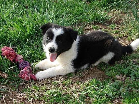 Border Collie Puppies For Sale Ready In 2 Weeks April 19th For Sale