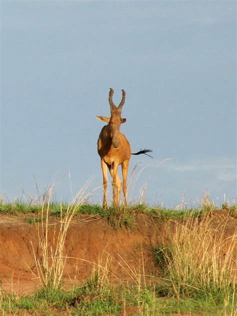 Hartebeest Hunting