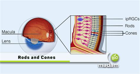 Difference Between Rods And Cones Biomadam