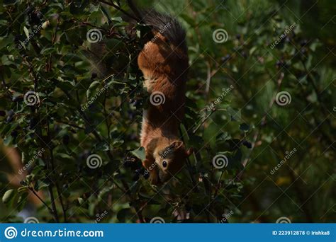 Squirrel Eating Berries On A Tree In The Garden Stock Photo Image Of