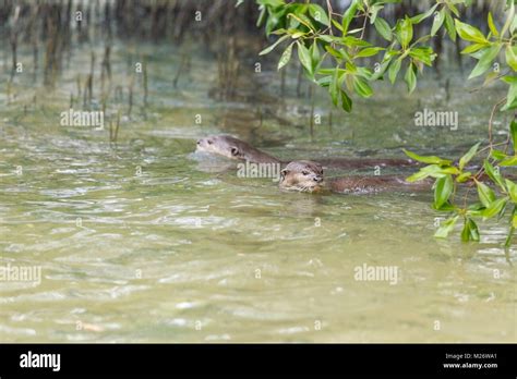 Smooth Coated Otter In Mangrove Habitat Singapore Stock Photo Alamy