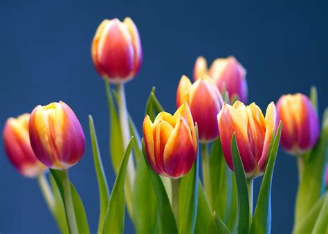Tulipanes Flores Florecer Foto Gratis En Pixabay Pixabay