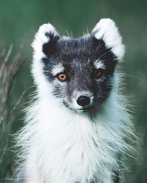 What Do Arctic Foxes Eat In Iceland What Do
