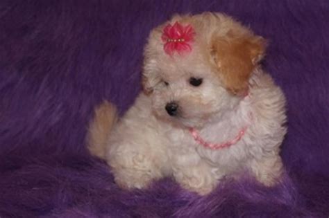 Adorable small size red maltipoos or apricot maltipoo puppies for sale. Teacup Maltipoo Puppies Orange, Cream And White Ready Now ...