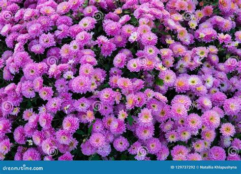 Background Of Purple Chrysanthemum Flowers Stock Photo Image Of