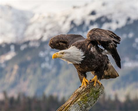We did not find results for: Bald Eagle 4k Ultra HD Wallpaper | Background Image ...
