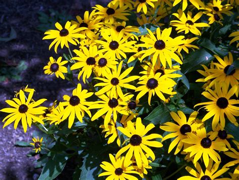 Black Eyed Susans Free Stock Photo Public Domain Pictures