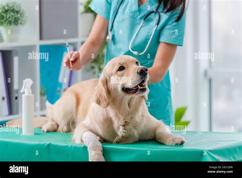 Golden Retriever Dog Getting Injection With Vaccine During Appointment