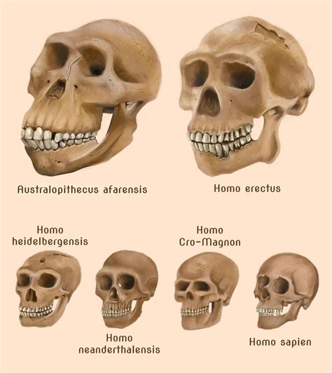 Human Evolution Skulls By Amircea Human Evolution Prehistory Evolution