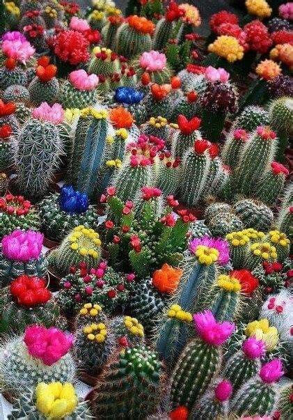 Kaktüs çeşitleri Cactus Flowers Cacti And Succulents Planting Flowers