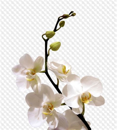 Please wait while your url is generating. Actualizado: 85 flores PNG, lirios, rosas, margaritas ...
