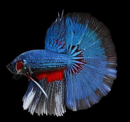 This is how they received the name 'veil tail'. Betta Fish Tail Types - Japanesefightingfish.org