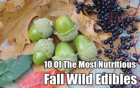 10 Of The Most Nutritious Fall Wild Edibles Shtfpreparedness