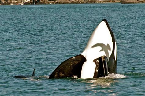Northwest Orcas Photographed During 2012