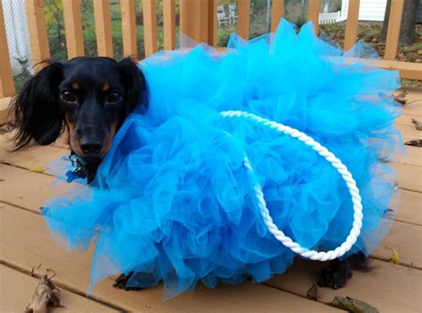 25 Adorable Diy Dog Costumes For Halloween