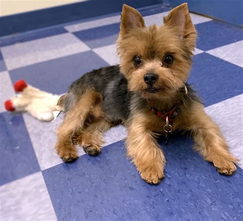 We did not find results for: Toby -Adopted - Gerdy's Rescues & Adoptions
