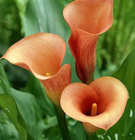Check spelling or type a new query. Calla Lily Flower Seed, 100pcs/pack - GreenSeedGarden