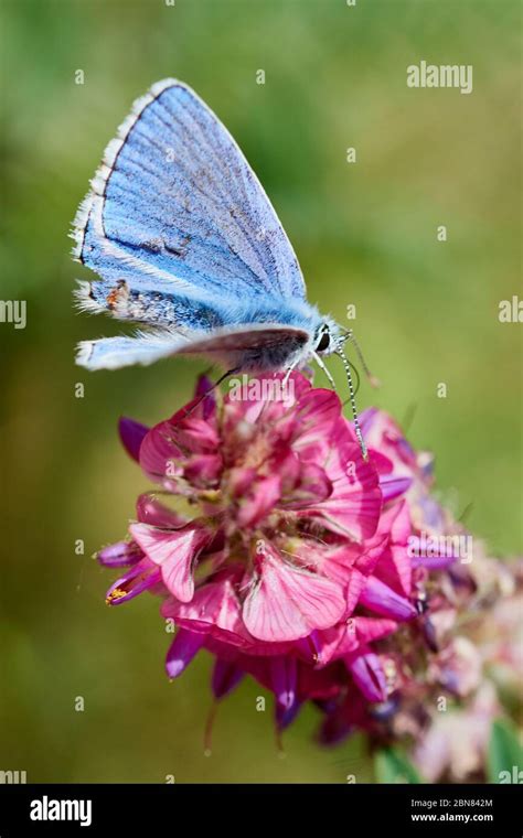 Male Adonis Blue Butterfly Lysandra Bellargus Sits On A Pink Flower