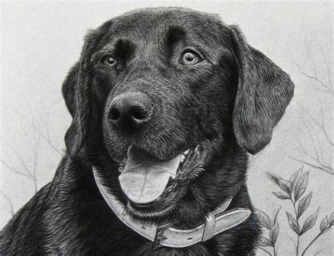 You'll learn to see the basic shapes of a dog's body, which is angular and more boxy than a cat's form. Hyper Realistic Pencil Drawings of Dogs. Photo like ...