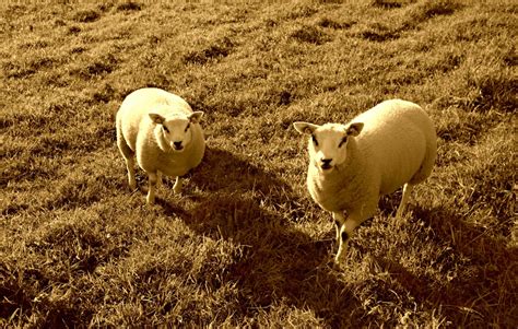 图片素材 性质 阳光 领域 农场 草地 夏季 野生动物 放牧 牧场 家畜 羊毛 动物群 草原 亮 农村 晴天