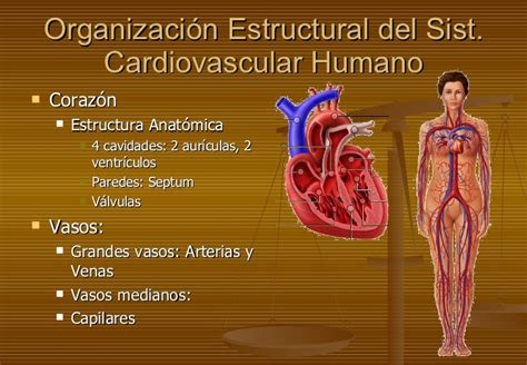 Sistema Cardiovascular De Reynerio Castillo