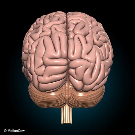 Human Brain Ultimate Motioncow