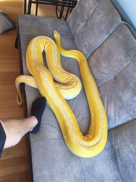heck  hooman  couch nao sneks pretty snakes pet snake cute snake