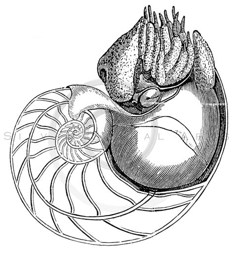 Nautilus Shell Drawing At Explore Collection Of