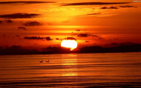 Ptaki Słońca Zachód Morze Na Pulpit