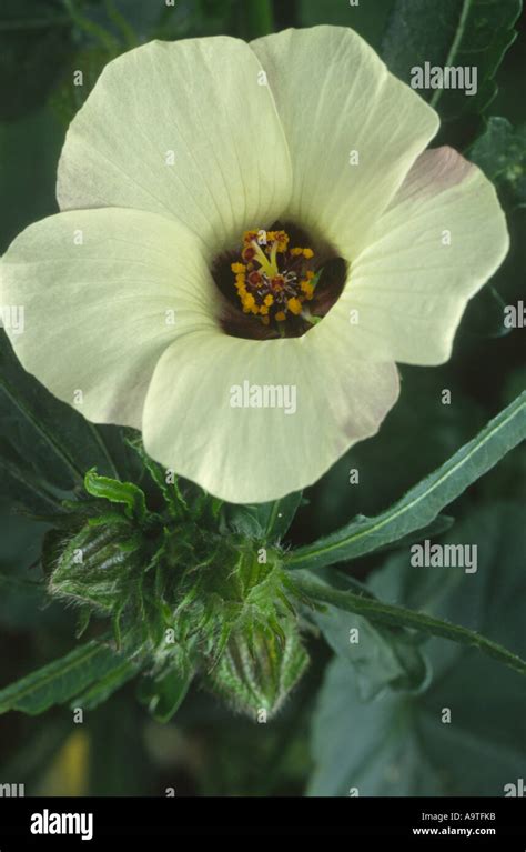Hibiscus Trionum Flower Of An Hour Stock Photo Alamy