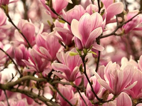These trees are hard to beat for their incredible floral show in late winter and early. Flower trees - top 5 spring-blooming shrubs and trees
