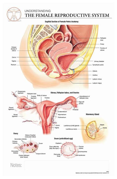 The brain also has an. Reproductive system in 2020 | Reproductive system, Female ...